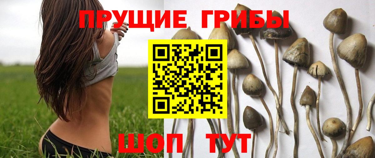 Галлюциногенные грибы мицелий Ставрополь